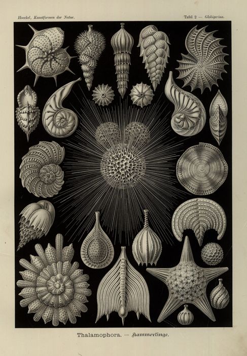 Thalamophora (Tafel 2)