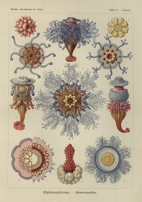 Siphonophorae