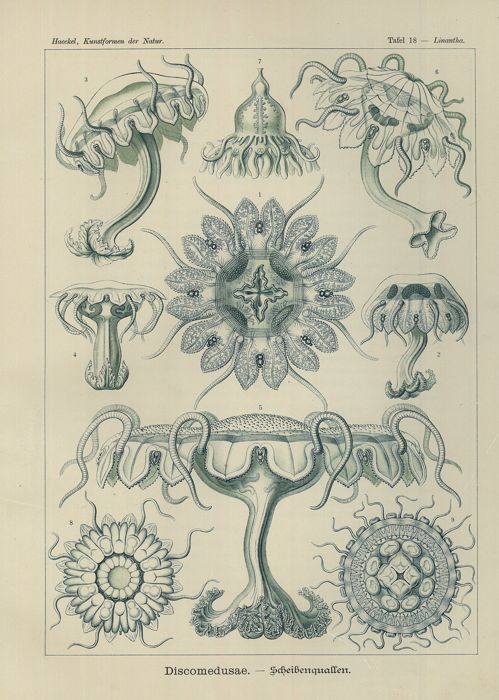 Discomedusae (Tafel 18)