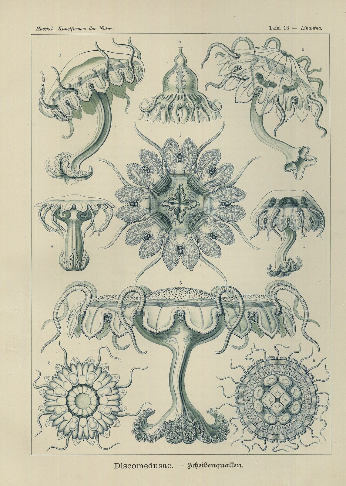 Discomedusae (Tafel 18)