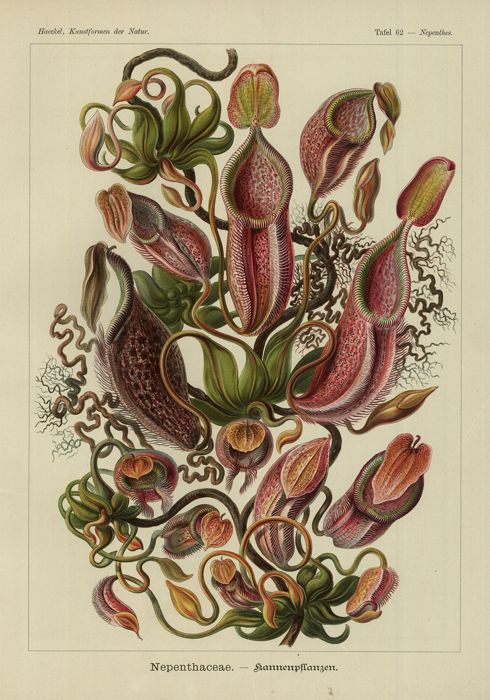 Nepenthaceae