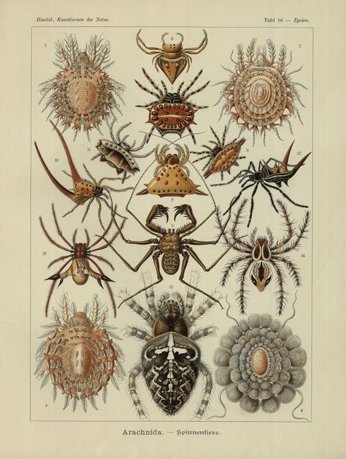 Arachnida