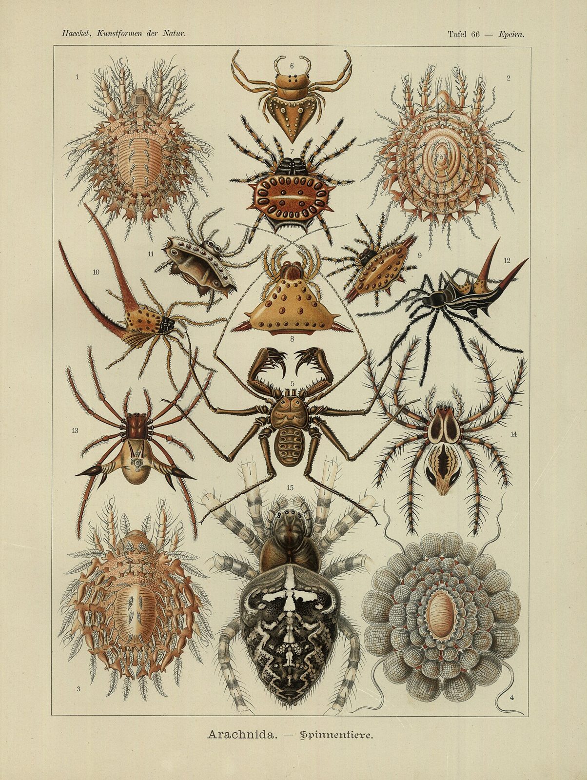 Arachnida