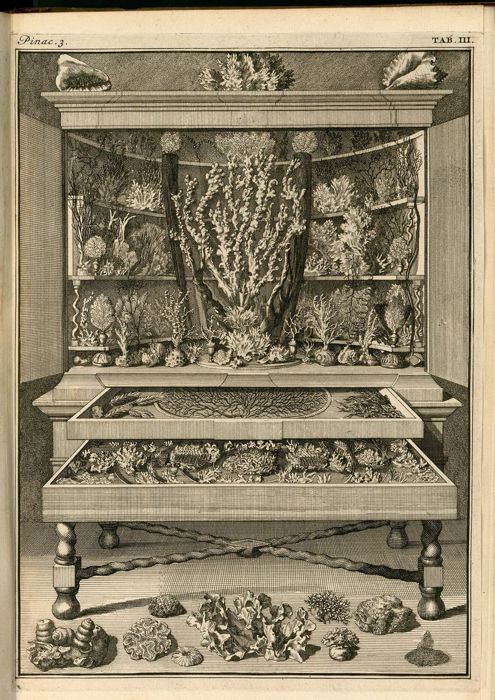 The Coral Cabinet
