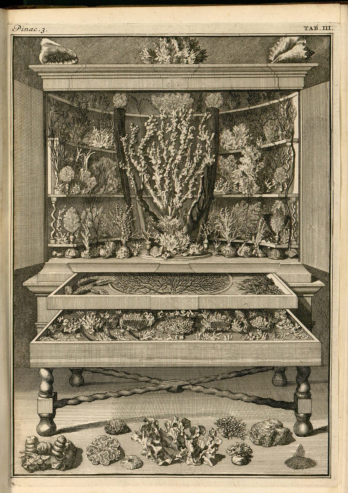 The Coral Cabinet