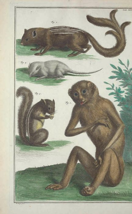 Squirrels and a Monkey