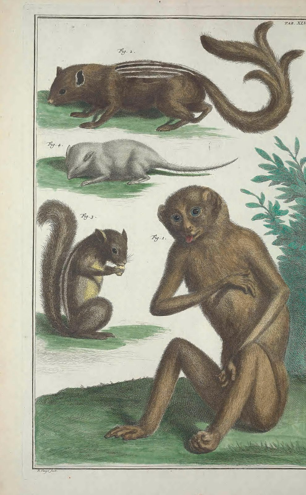 Squirrels and a Monkey