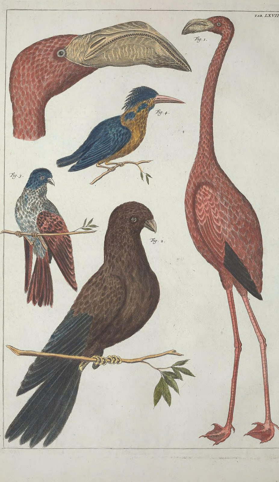 Flamingo and Other Birds