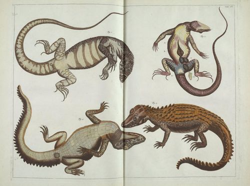 Lizards