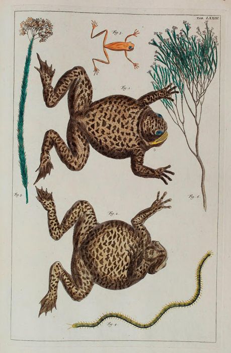 Toads