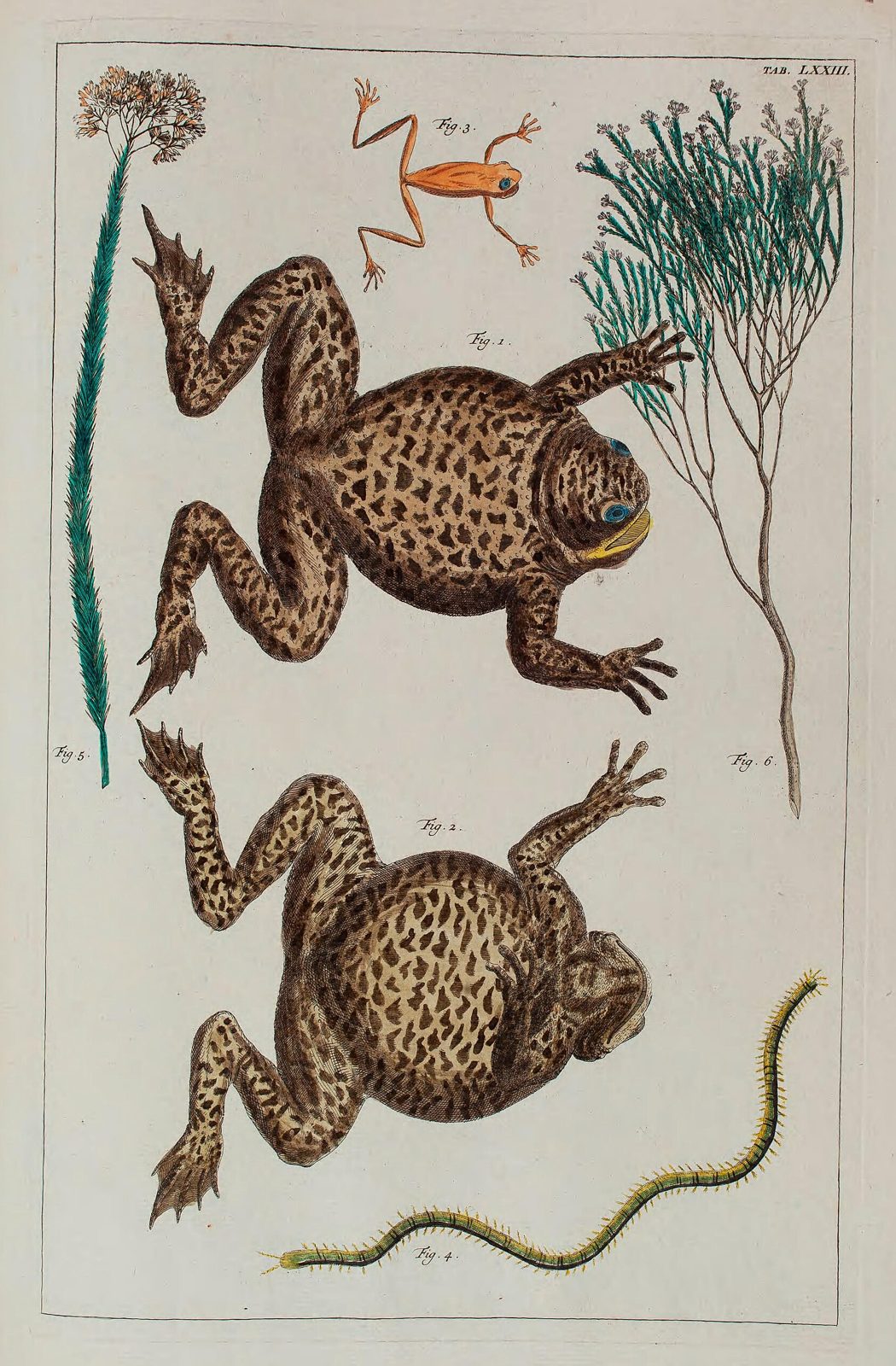 Toads