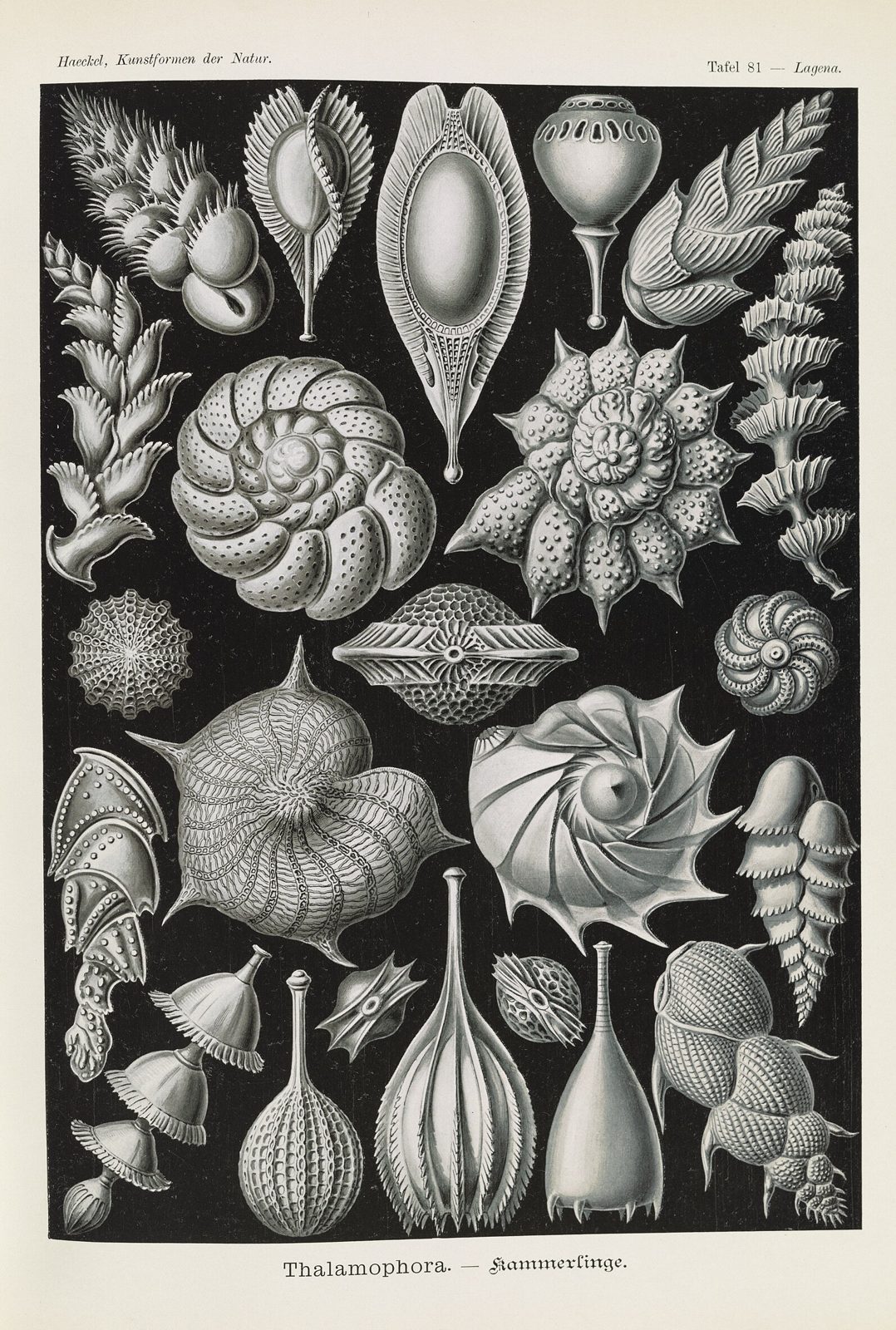 Thalamophora